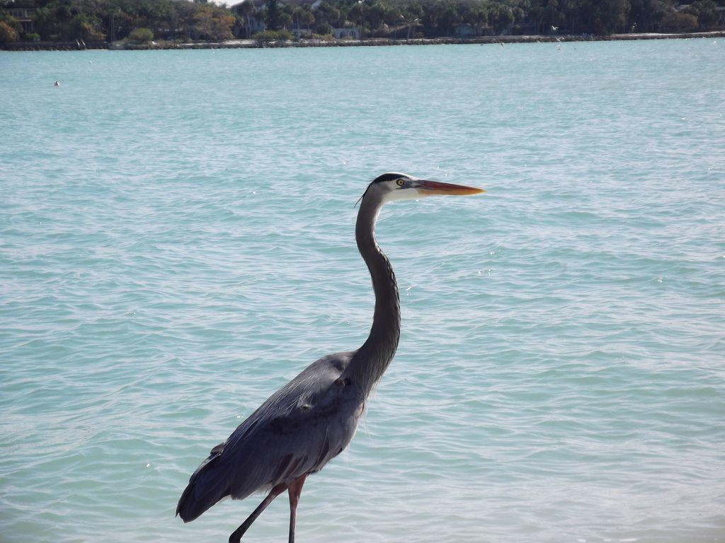 2Br/2Ba Condo Sienna Park Sarasota Exteriör bild
